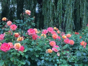 Roses in Queen's Circle in Regents Park.