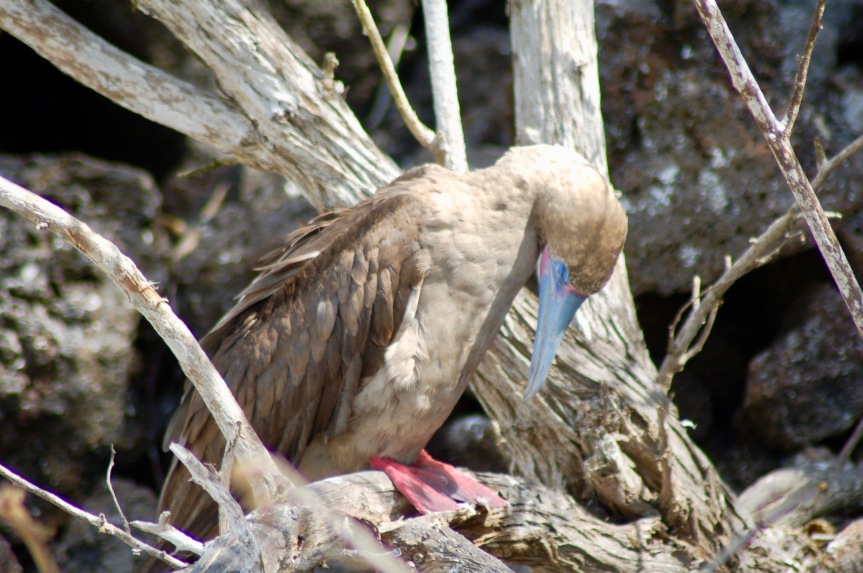 Juvenile red-footed booby